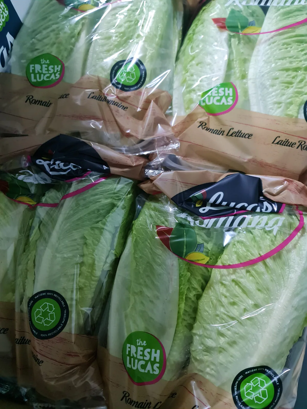 Lechugas romanas envasadas para mantener su frescura